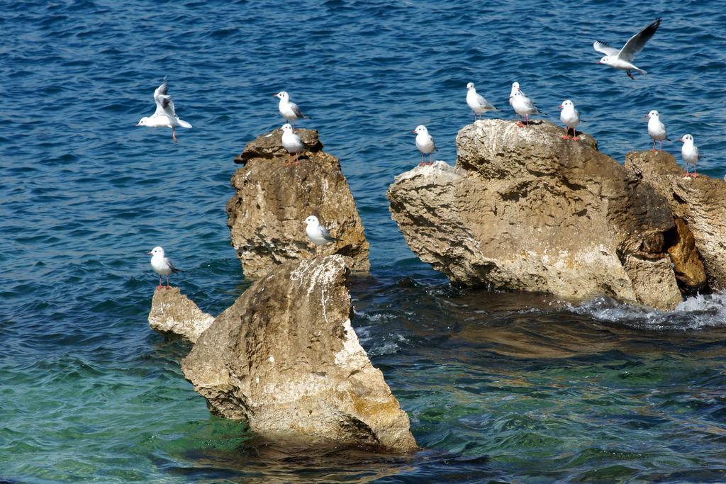White Luxury Saranda